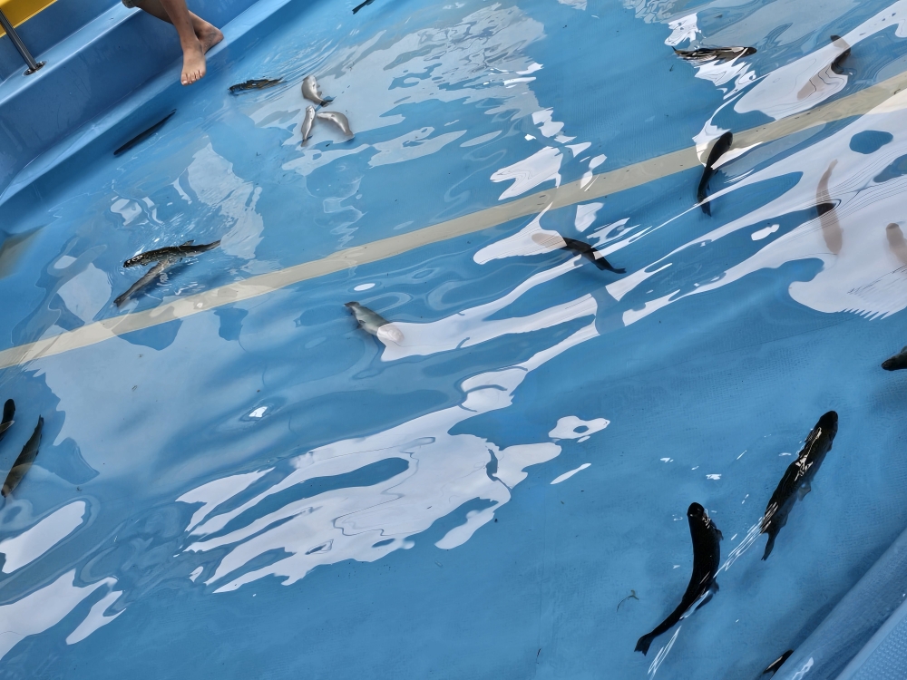 令和7年度 マスのつかみどり